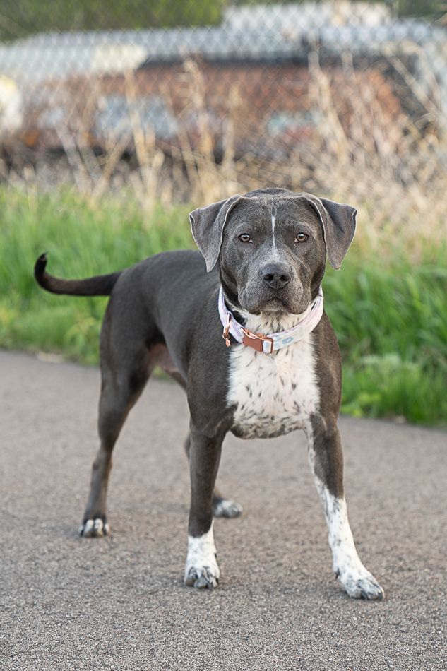 Ruff Start Rescue tweet media