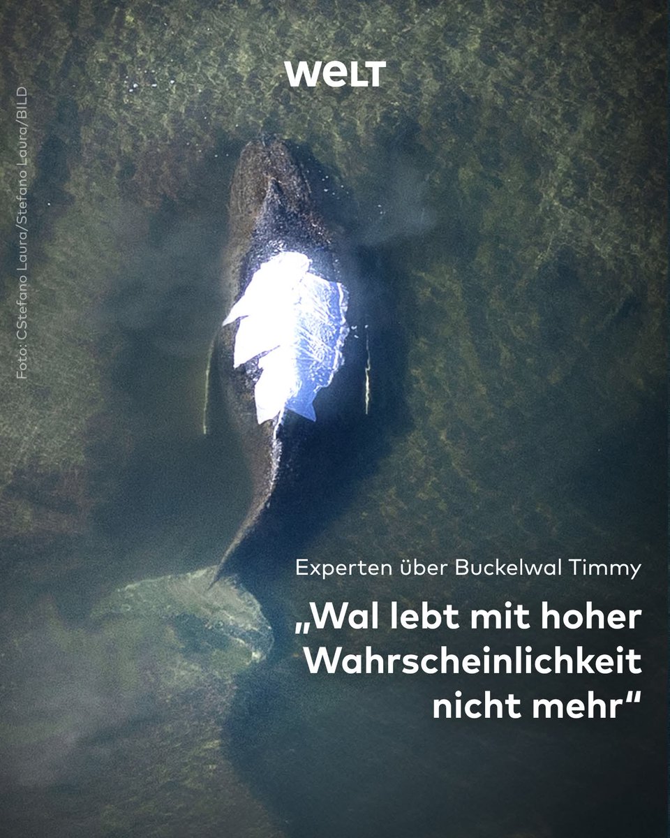 Schonungslos tweet media