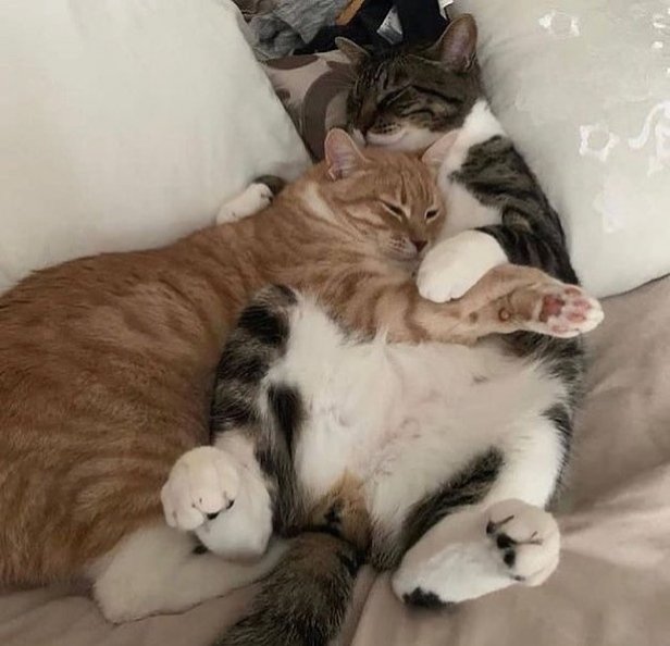 PostofcatsX's tweet photo. You and me 😻😄 https://t.co/HckYgE661d