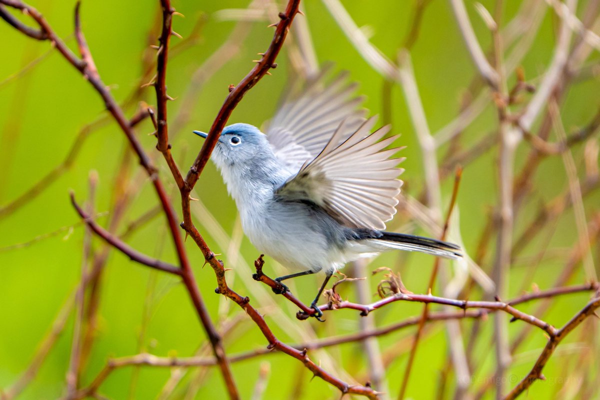mitzgami's tweet photo. Blue-grey Gnatcatcher. Tiny but mighty, it looks like a grumpy little puffball always on the move, darting around searching for insects. #birdphotography #springmigration https://t.co/AKKvrMxgJj