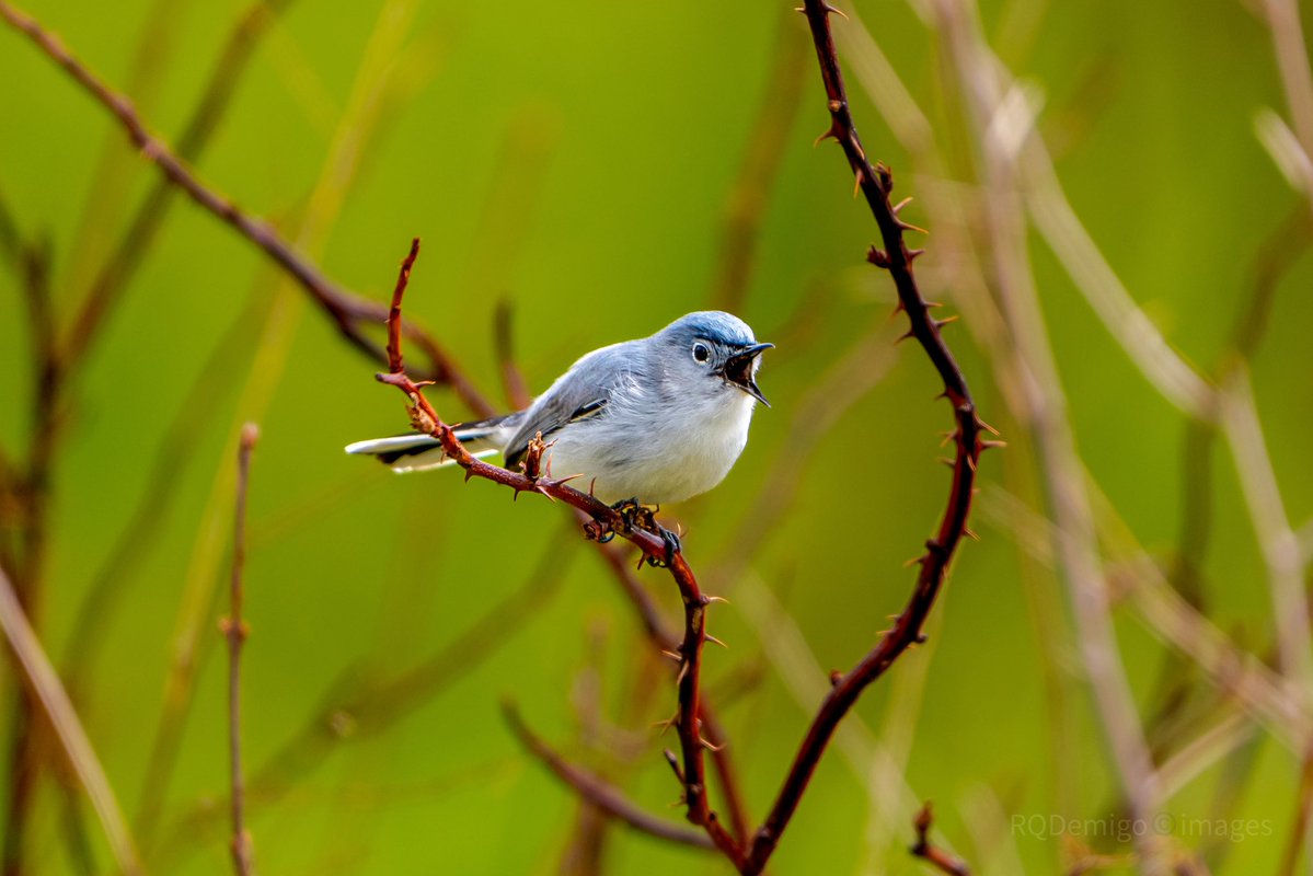 mitzgami's tweet photo. Blue-grey Gnatcatcher. Tiny but mighty, it looks like a grumpy little puffball always on the move, darting around searching for insects. #birdphotography #springmigration https://t.co/AKKvrMxgJj