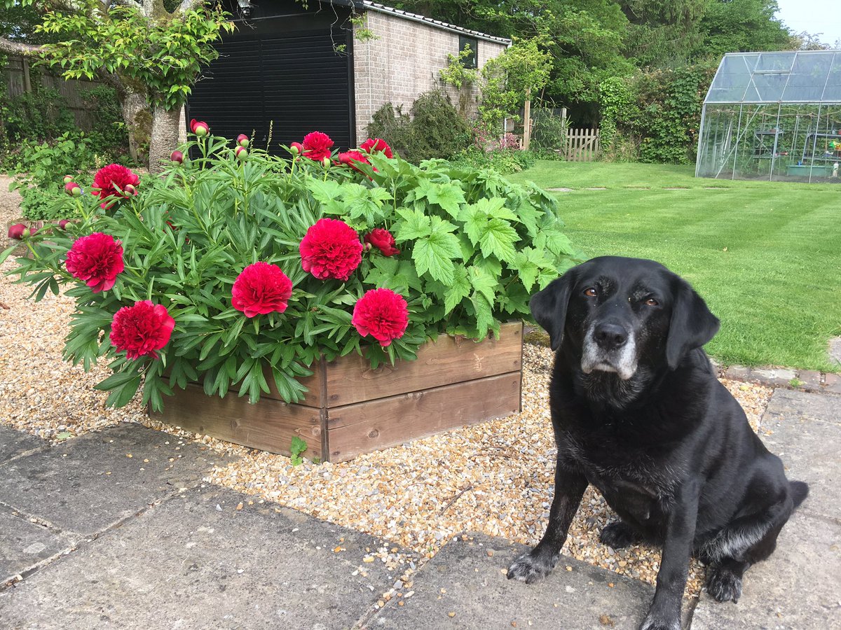 New Forest Dog 🌈 and Her Indoors tweet media