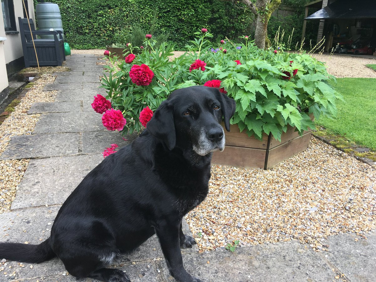 New Forest Dog 🌈 and Her Indoors tweet media