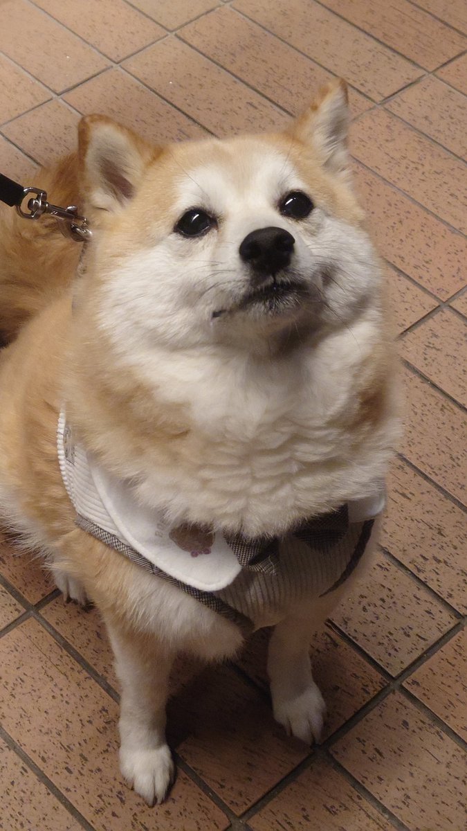 柴犬ししまる (@sisi3po) / Posts / X