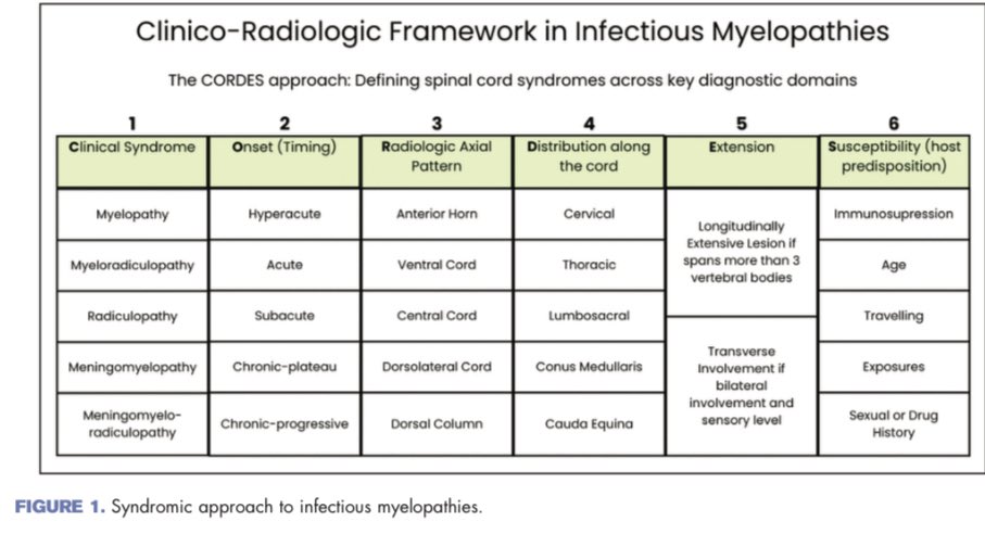 andreuvilaseca7's tweet photo. Infectious myelopathies are likely under-recognized.
As neurologists, we should keep them in the differential diagnosis of every myelopathy, as missing them can mean missing a treatable cause!
Here, we share our neurological-perspective review, now in Current Opinion!
#Neurology https://t.co/5o9UXBrXzP