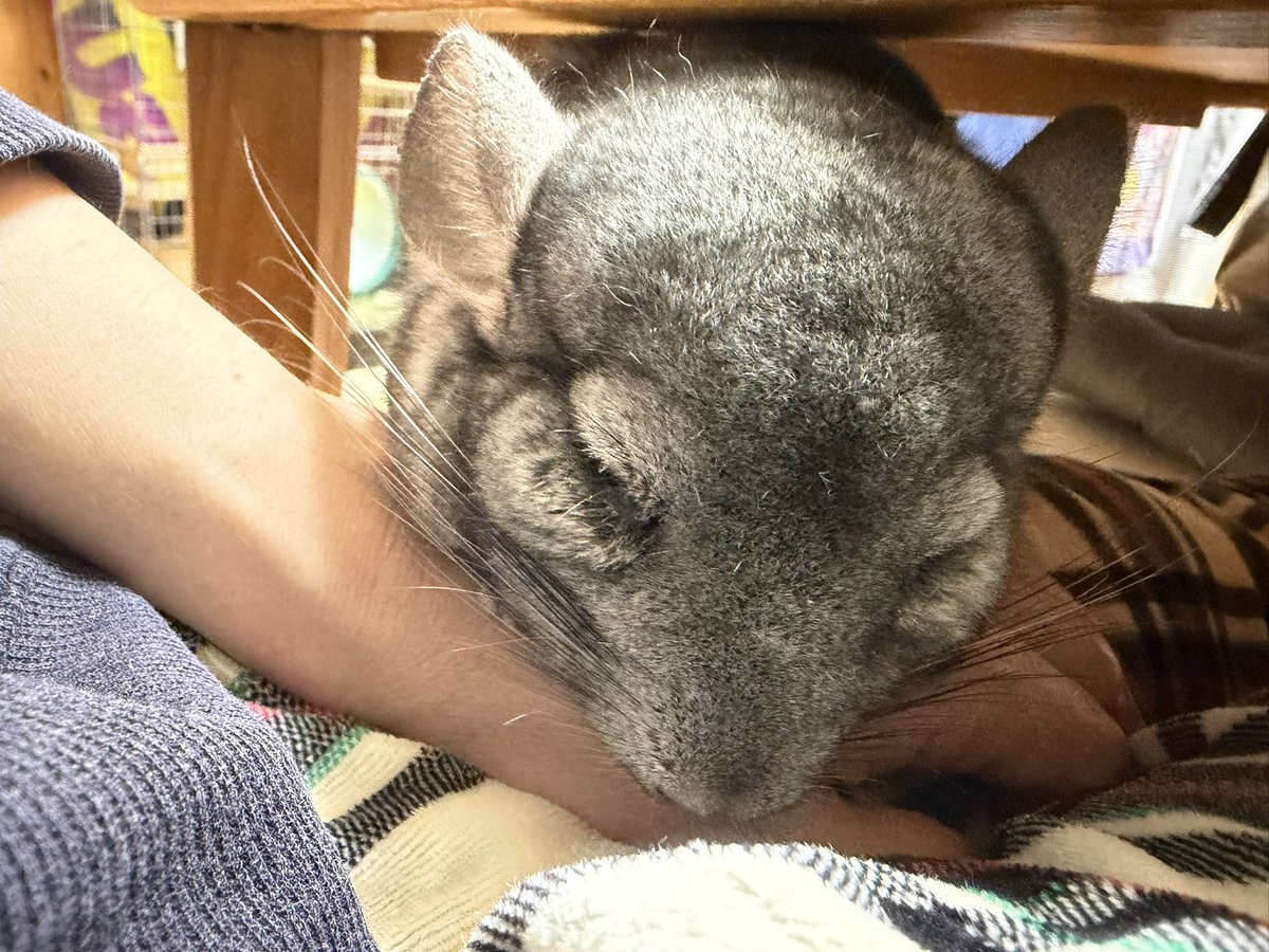 と言う事で？今夜の下さいトトロ置いときますね(´･ω･`)