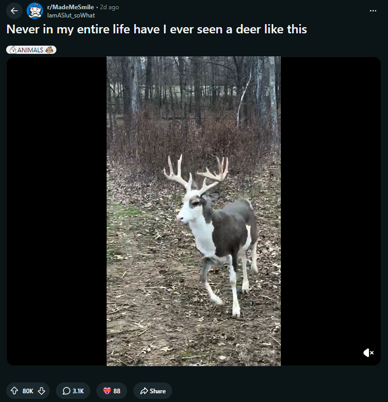 Halo tweet media