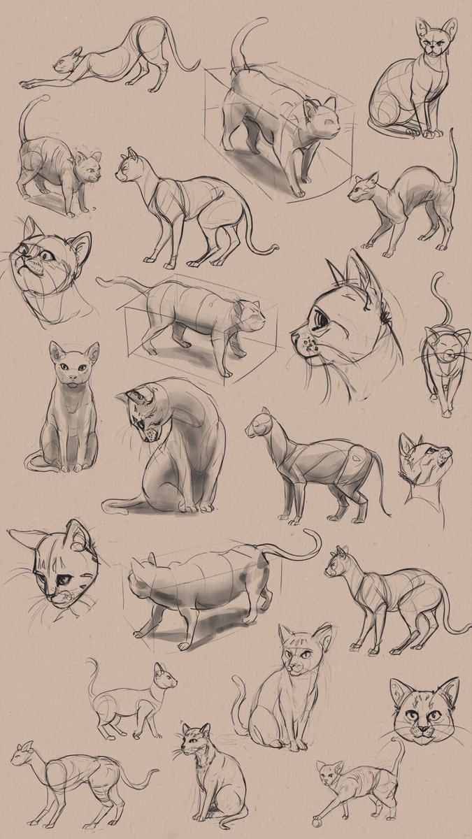 Schmaise's tweet photo. Learning how to cat 🐱 https://t.co/YUYQt5EOIl