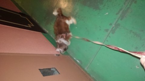 遥香とｵﾄｳｻﾝとたまにはｵｶﾝ tweet media