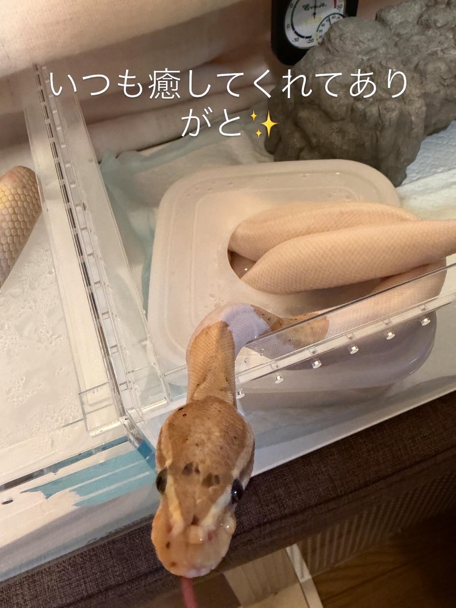 miizoonoo05410's tweet image. 素敵な子どもたち
#蛇 #Snake