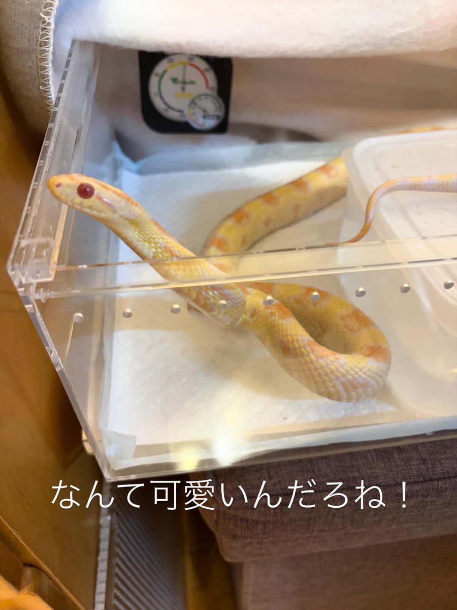 miizoonoo05410's tweet image. 素敵な子どもたち
#蛇 #Snake