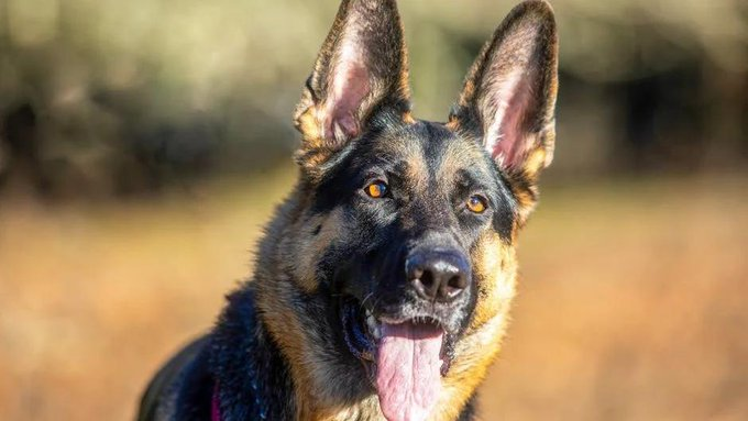 Just days ago, on April 29, Dodo producer Erica spotlighted Shamrock’s story, highlighting how a network of rescuers refused to give up on the deeply fearful dog.

See more here:
newsbreak.com/share/46301073…