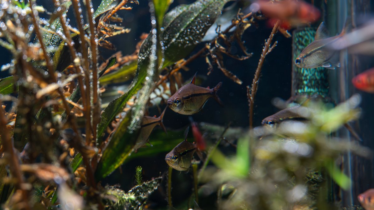 TOG_rocco's tweet photo. #カラシン図鑑            
学名:Hemigrammus ulreyi      
流通名:ウルレイテトラ               
産地:パンタナール     
育ったウルレイテトラは良いですぞー😊✨

#アクアリウム #珍カラ #カラシン