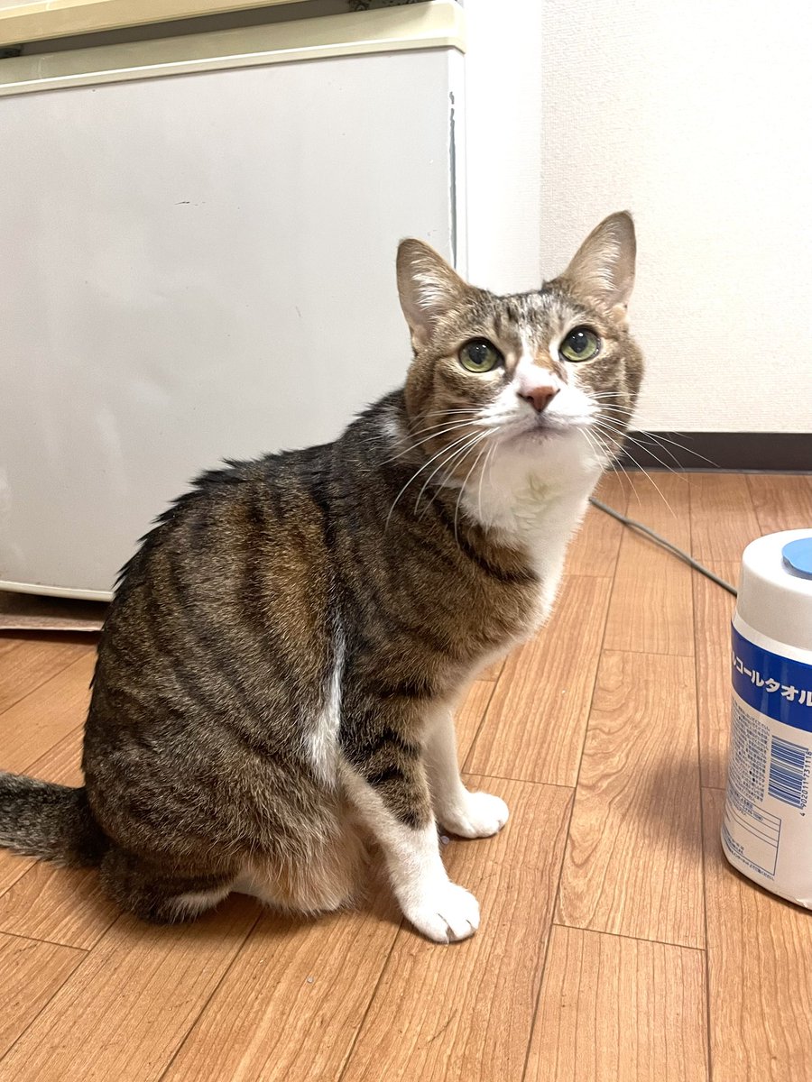 みおっぺ tweet media
