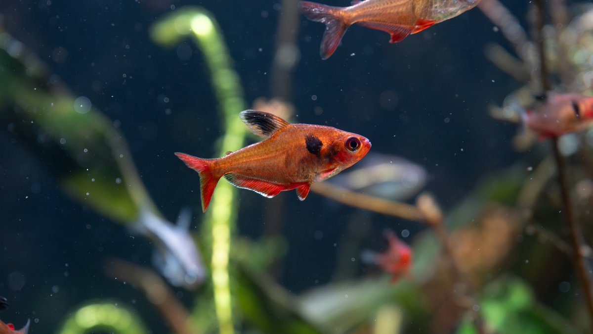 TOG_rocco's tweet photo. #カラシン図鑑
学名:Hyphessobrycon eques        
流通名:サーペテトラ、キャリタステトラ、ジュエルテトラ     
産地:写真個体は不明
ブリードもワイルドも尻鰭が美しくなるカラシン
飼い込むとその潜めてる赤を魅せてくれますよ👀

#アクアリウム #珍カラ #カラシン