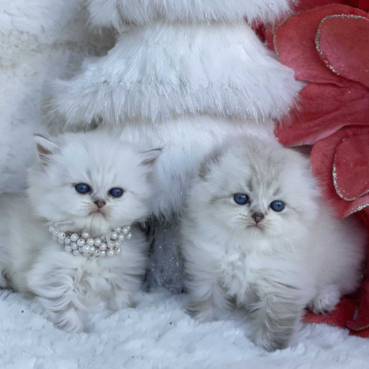 Scottish Cat Cattery "CAT SHALOM" tweet media