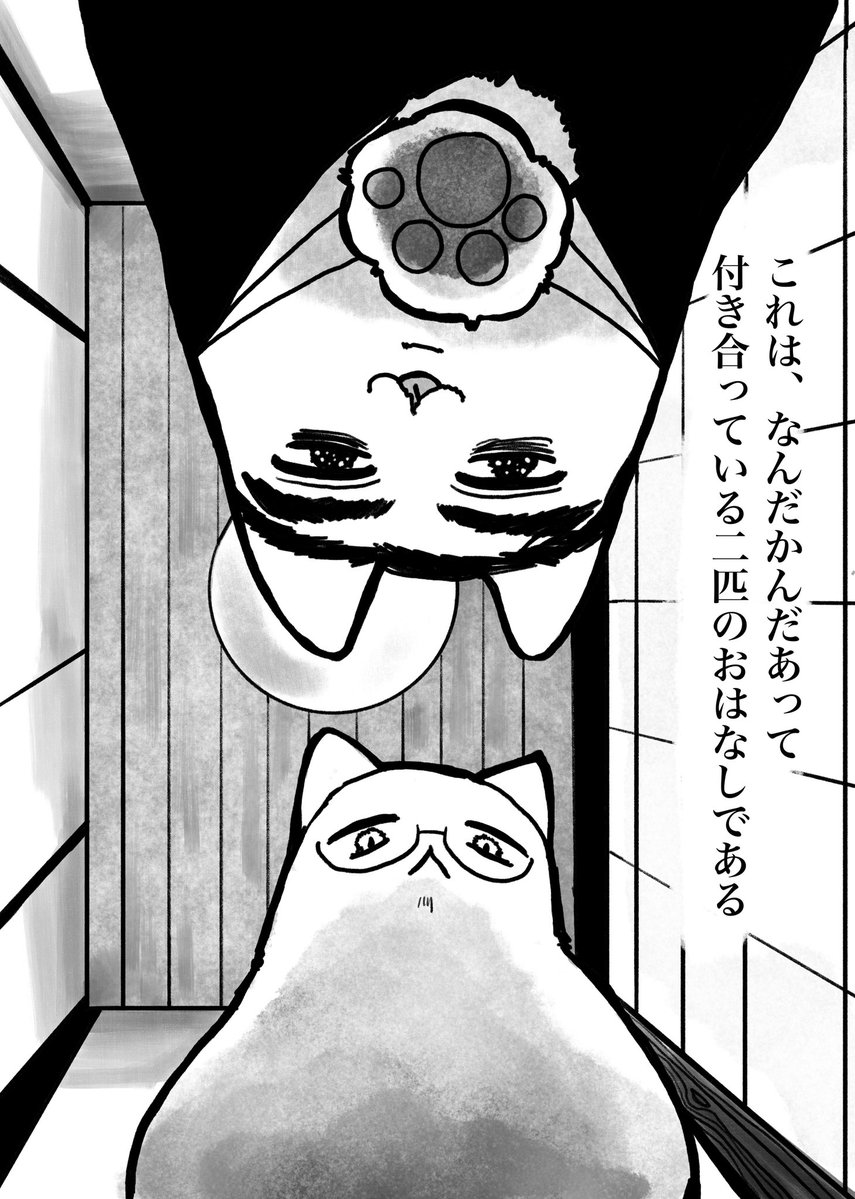 山雀🦚 tweet media