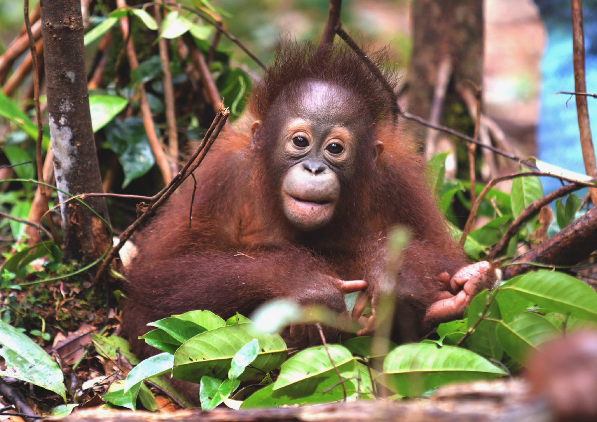 Happy Birthday, our precious Baekhyun 🧡✨

To celebrate your special day, we adopted Jeni the orangutan in your name 🦧🌿

Karena Baekhyun selalu ngajarin kita buat spread love, kindness, and care for others, so this is our way to spread that same energy back to the world.
