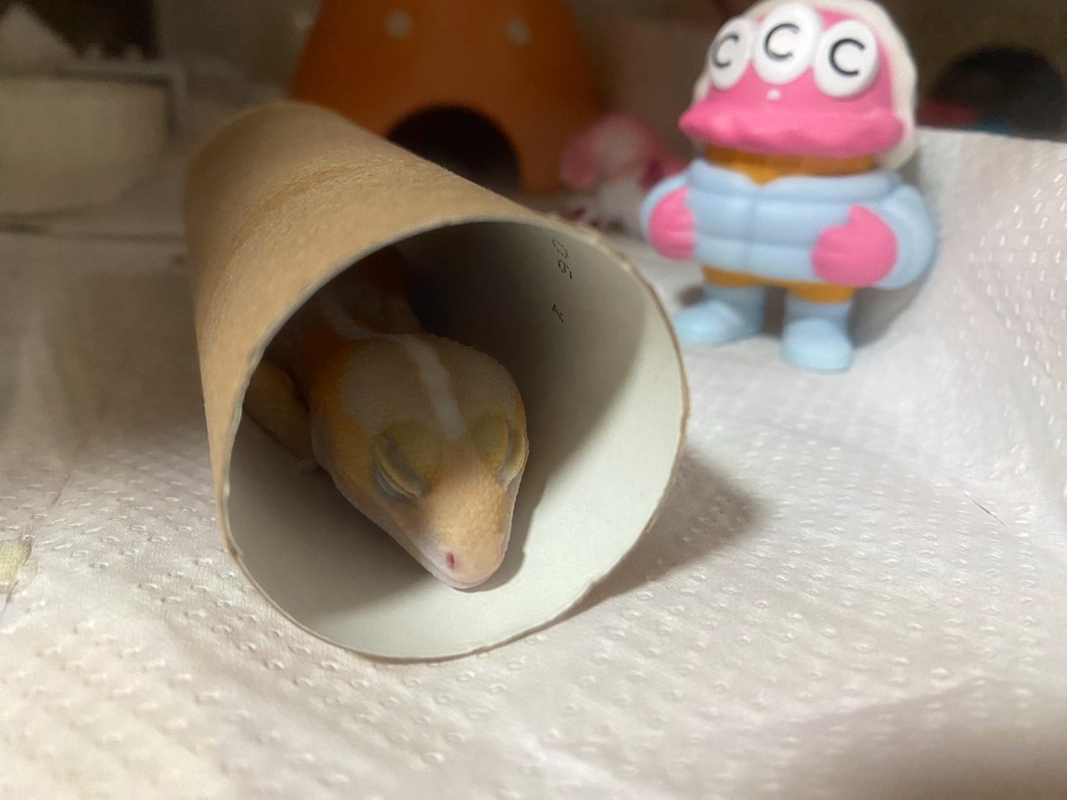 んざわ🦎 tweet media