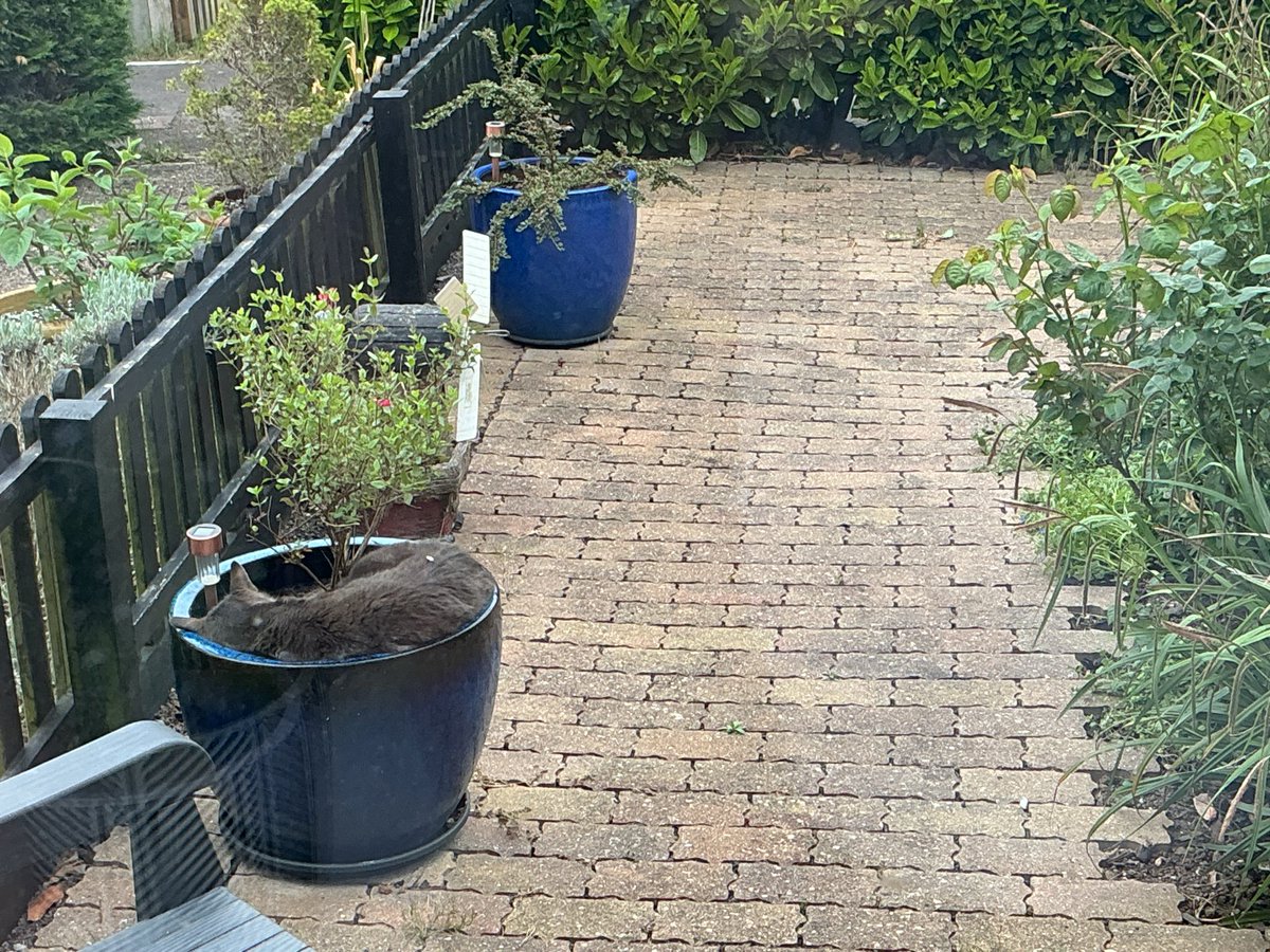 EssieTurn's tweet photo. @rickygervais My neighbours cat…in my newly potted plant 🤦🏼‍♀️😆 https://t.co/jdXotZLvkm