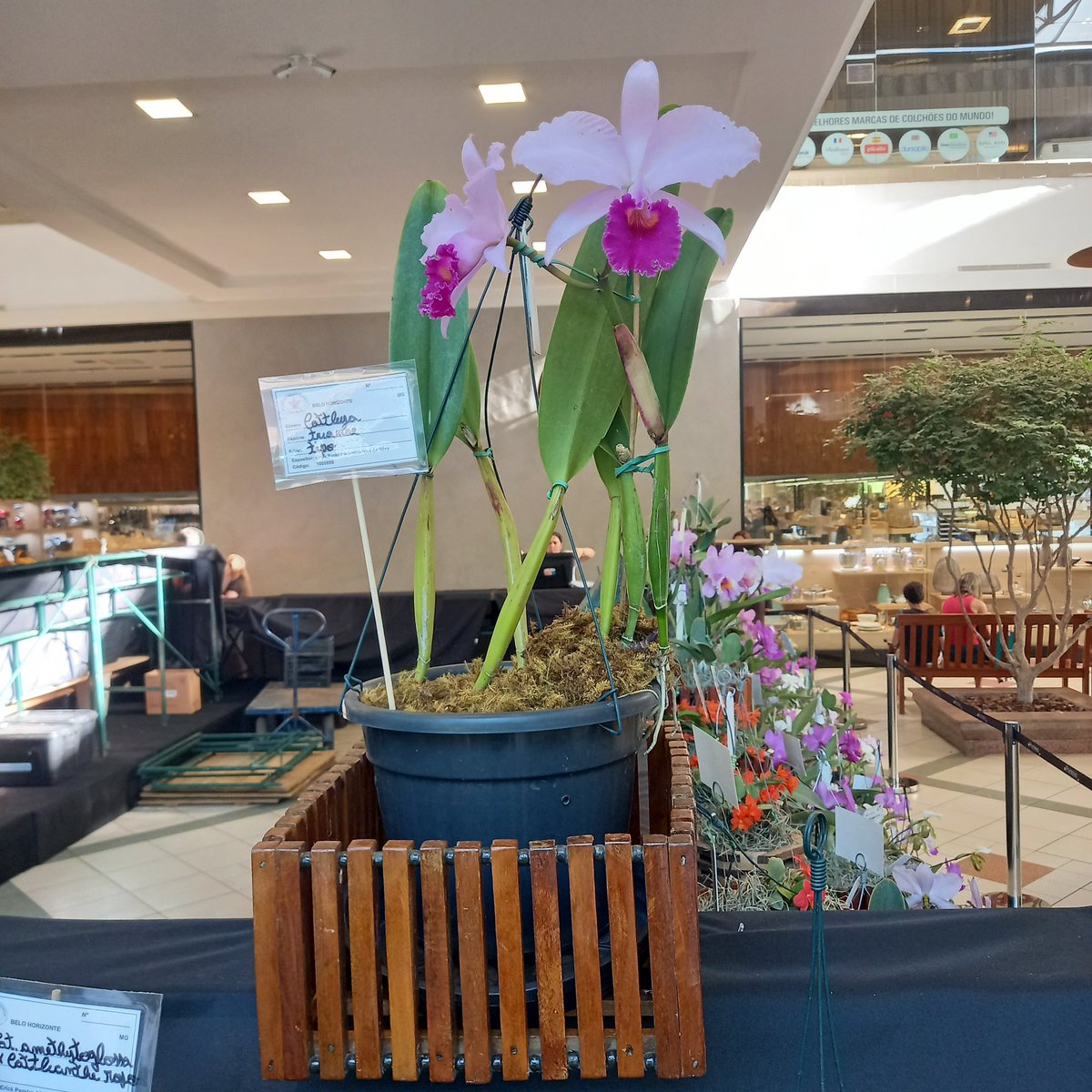 erickalbuqueoff's tweet photo. Part. 2
Minhas plantas para 22° Exposição Nacional da Cattleya walkeriana.

. Dendrobium tongchai gold 
. Cattleya trianae tipo
. Cattleya walkeriana coerulea ronaldo nazar 

AMO - Associação Mineira de Orquidófilos 💜 #exposição #BH #orchids https://t.co/ZEkeNJhhkO