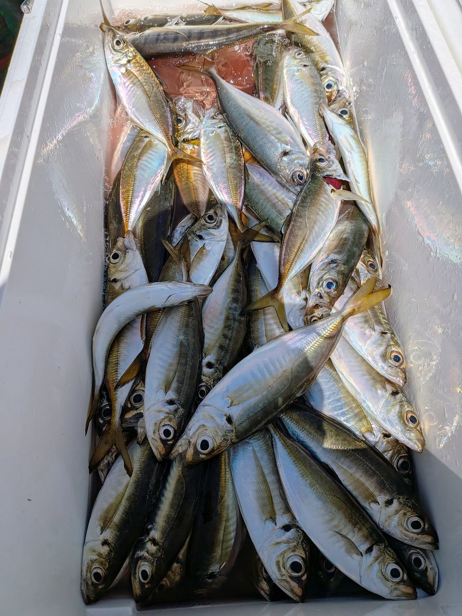 turipoco's tweet photo. ライトアジ@鴨下丸　　
自作仕掛け　🐟️58 https://t.co/u7ItUzMPZo