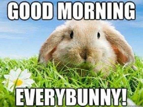 Bunnies tweet media