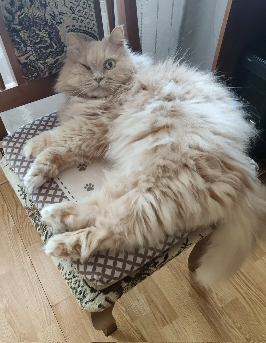 Чё это вы всё время делаете-то, а? 🧐😾