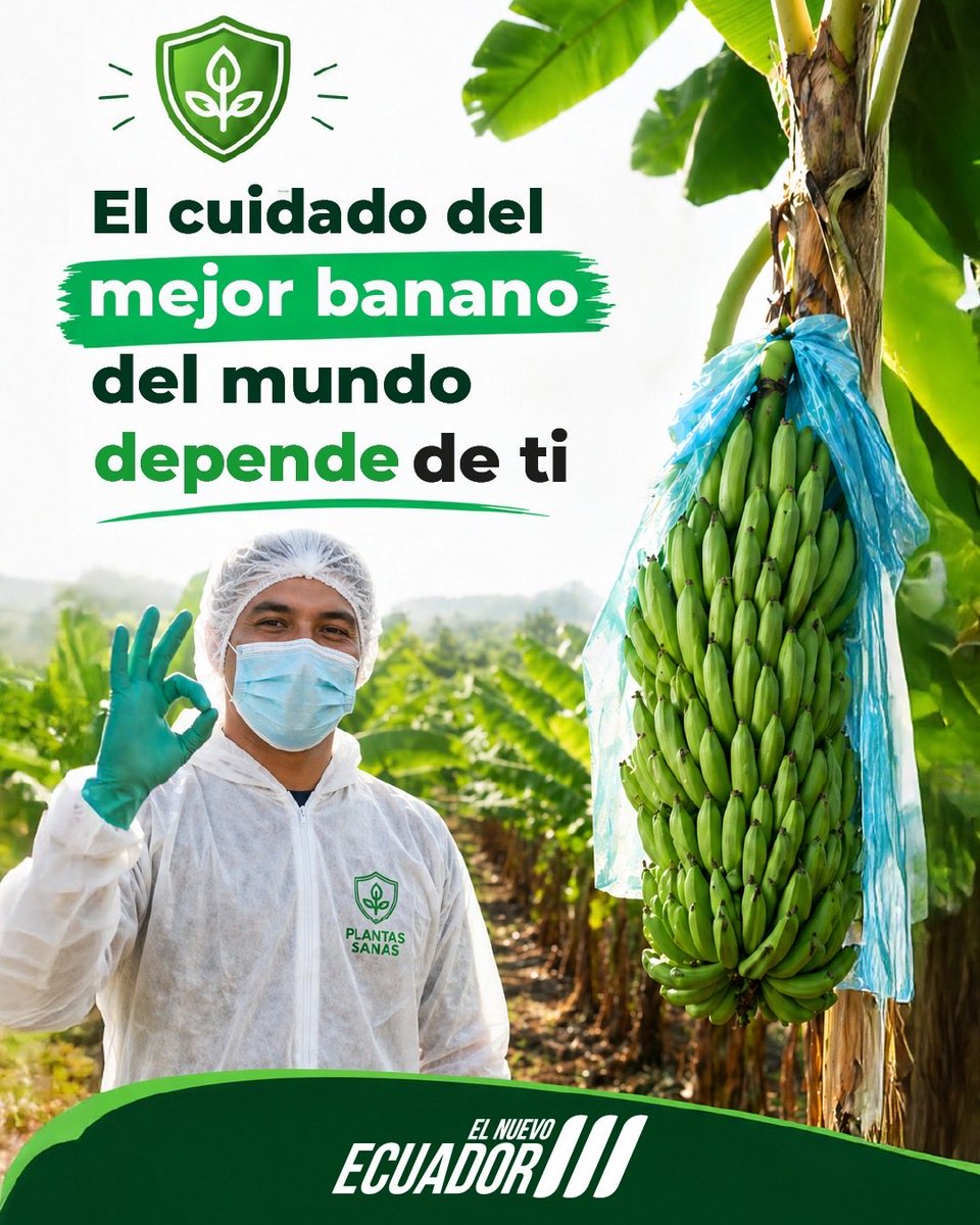 👍🏽 Aplica las medidas de bioseguridad. 

Protege tu finca y la producción del mejor banano del mundo. 🌏 

#JuntosContraFocR4T 💪🏽