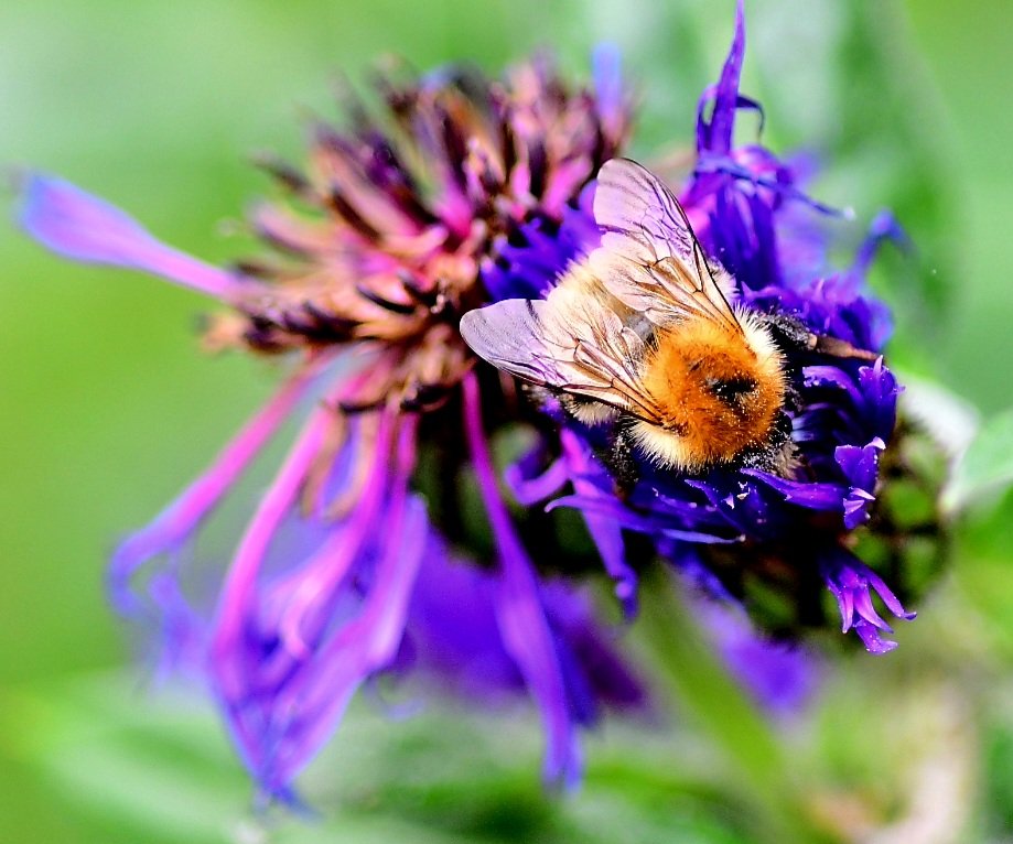 oldnorthbanker's tweet image. Out in the garden today , couple of shots of what i thinks a carder bee , apparently common , never seen one in my garden before eh lol #wildlife #wildlifephotography #bees , nice to see thrm enjoying the fleurs tbh , afternoon ppl x