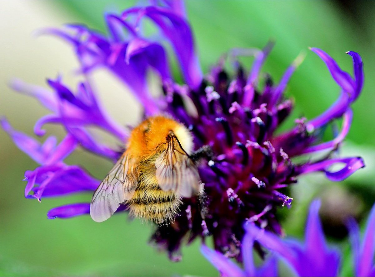 oldnorthbanker's tweet image. Out in the garden today , couple of shots of what i thinks a carder bee , apparently common , never seen one in my garden before eh lol #wildlife #wildlifephotography #bees , nice to see thrm enjoying the fleurs tbh , afternoon ppl x
