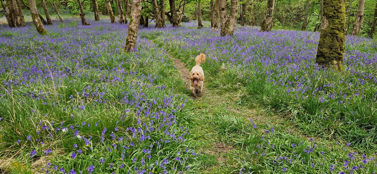 NorthShoreFace's tweet photo. Me n the dug. Up the wids https://t.co/XCmIbdd2t6