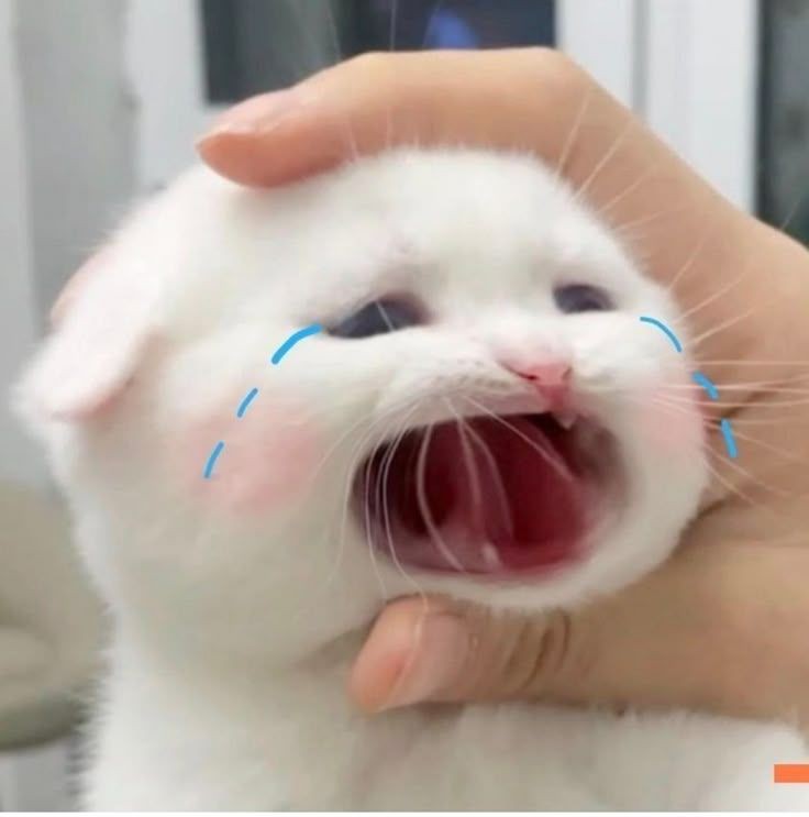 No Context Cats tweet media