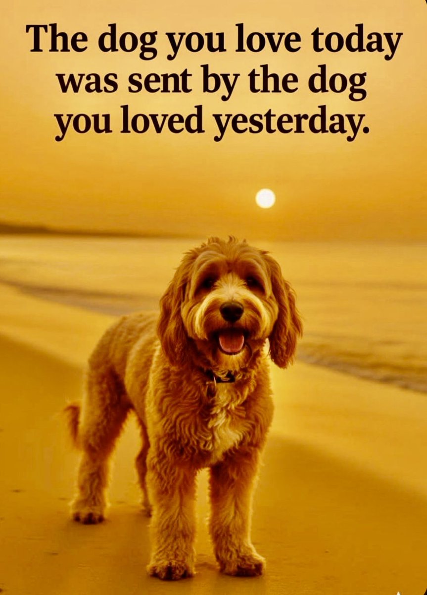 Dog Lovers tweet media