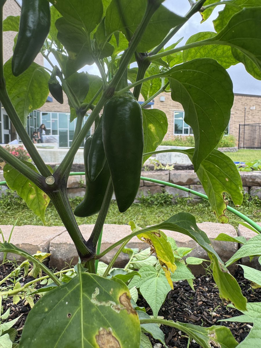 MsPaoliVegaRTGG's tweet photo. Itโs always a thrill seeing how beautiful the @BaneElementary garden is ๐๐๐ผ Happy Garden Day, 1st grade! @readygrowgarden @CyFairISD @CFISDScience @CFISDnoticias #gardenday #schoolgarden #elementaryscience #outdooreducation https://t.co/Jes3t44QZS