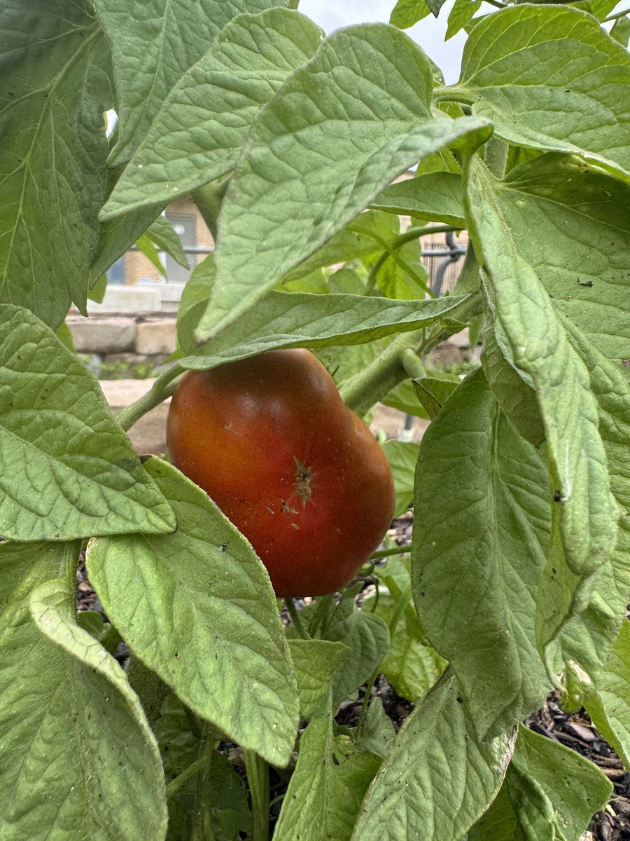 MsPaoliVegaRTGG's tweet photo. Itโs always a thrill seeing how beautiful the @BaneElementary garden is ๐๐๐ผ Happy Garden Day, 1st grade! @readygrowgarden @CyFairISD @CFISDScience @CFISDnoticias #gardenday #schoolgarden #elementaryscience #outdooreducation https://t.co/Jes3t44QZS