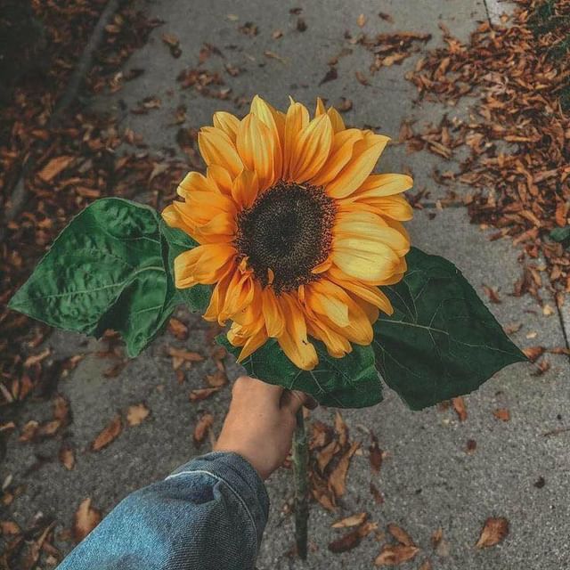 Sunflower 🌻 tweet media