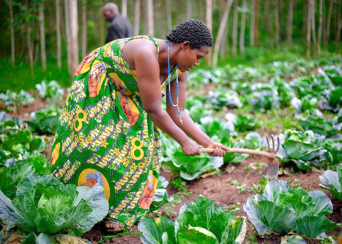FAO en République démocratique du Congo tweet media