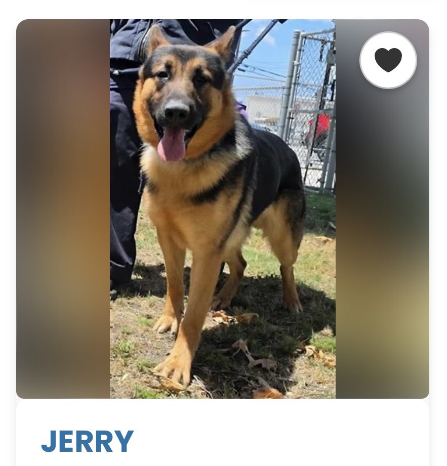 SabaMekaZeus's tweet image. 🆘 CRITICAL in #California 🐕

JERRY is a Gorgeous 1 yr old neutered #GSD looking for a HERO to save him from DowneyACC, LA, California 

To ADOPT: 
&amp;gt;Go to DowneyACC
&amp;gt;Ask for ID: #A5756242
&amp;gt;ADOPT JERRY🐕
&amp;gt;Drive off into the sunset 🌅 

If you can FOSTER:
&amp;gt;Reply below listing your