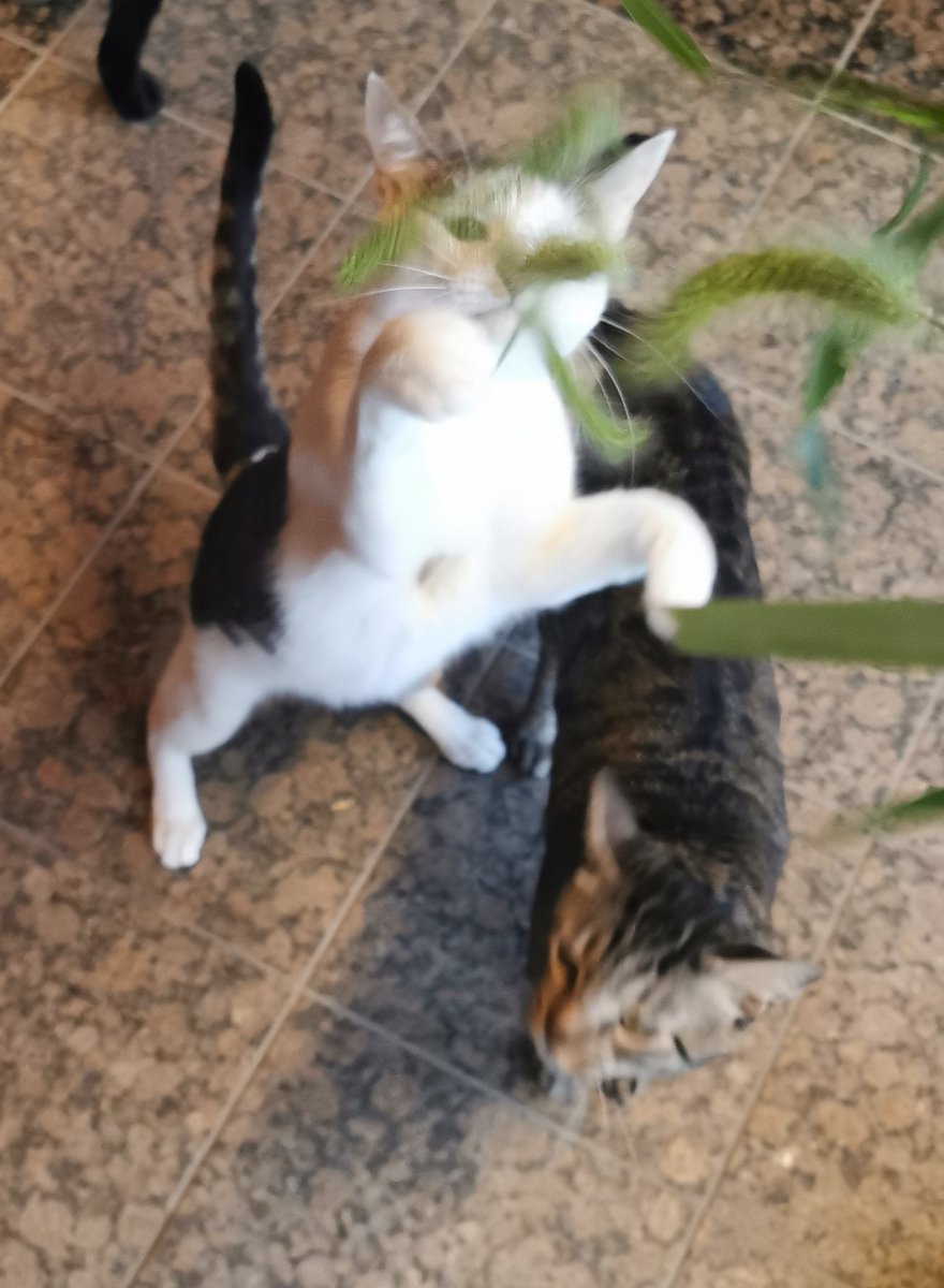 ini_ann's tweet photo. 猫の名前なんか、女でも男でもどっちでも大丈夫だよ。うちのはケンジ（白・女）と、アンナ（縞・男） https://t.co/xscXtztWXU