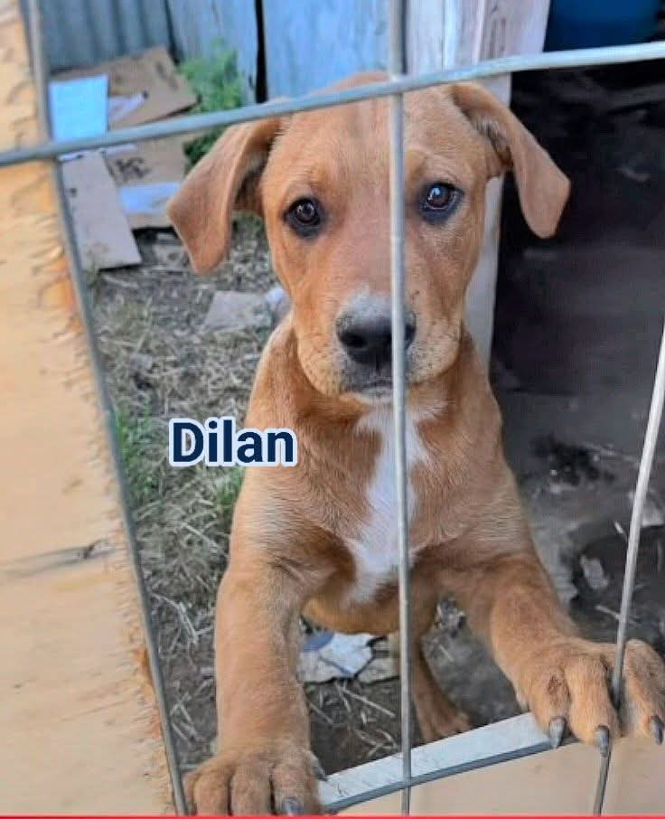 URGENTE ‼️ Dopo la perdita di Dora, dobbiamo salvare i suoi fratelli. Dylan, Ares, Artù e Camilla hanno 5 mesi e cercano casa per sfuggire al rischio di infezioni.Caserta (adottabili Centro-Nord)📞 Info: 348 322 5213 (Linda)NON COMPRARE, ADOTTA. 🐾RT per favore! #adozione #cani