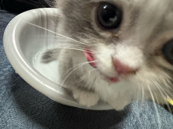 emy_labrum's tweet photo. é isso, não tenham esse pensamento de "mds eu tô comendo torrada ao invés de toast, sou obesa mórbida mesmo", faz o que você pode nas condições que têm que a mf pode chegar ainda esse ano, vai dar certo! https://t.co/2T7OduiQQd