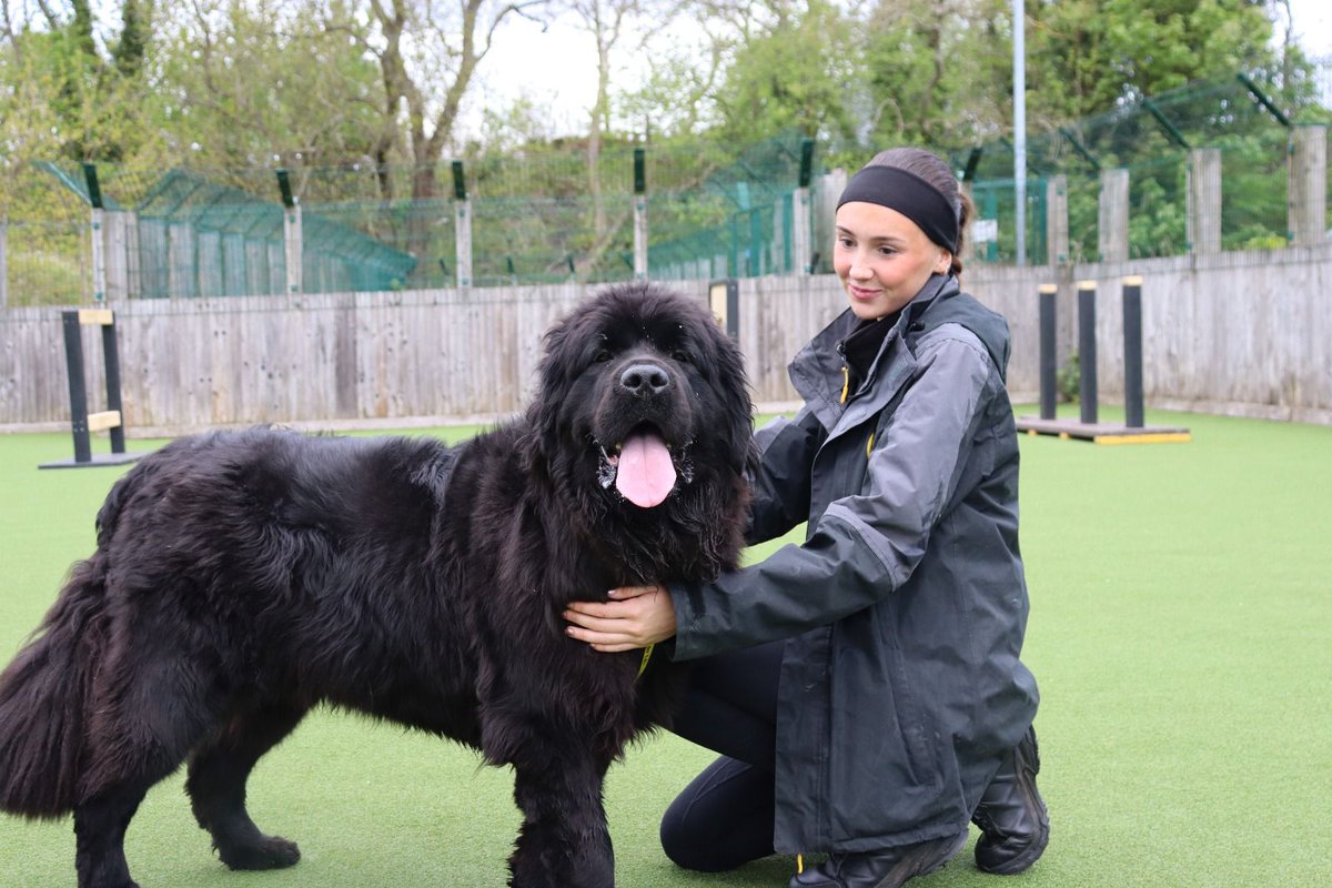 Dogs Trust Glasgow tweet media