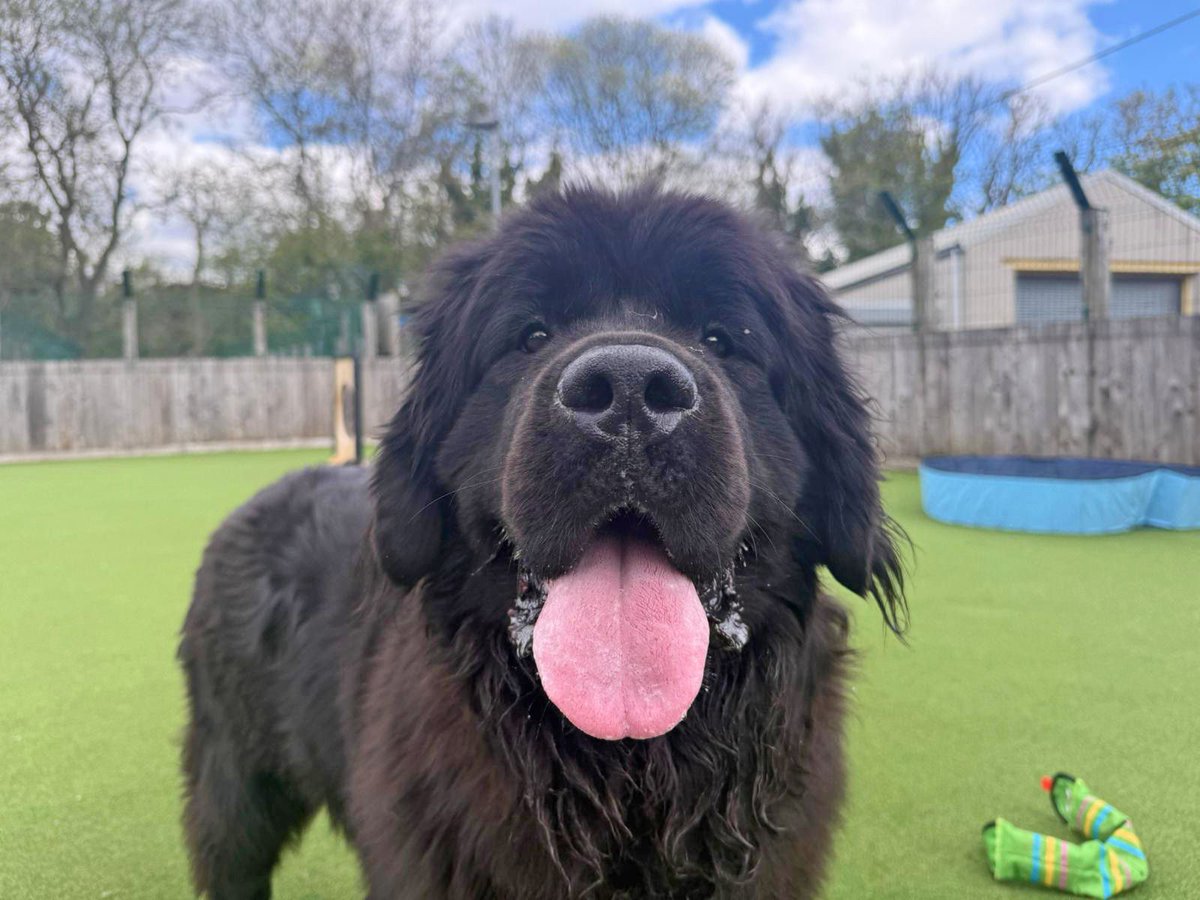 Dogs Trust Glasgow tweet media
