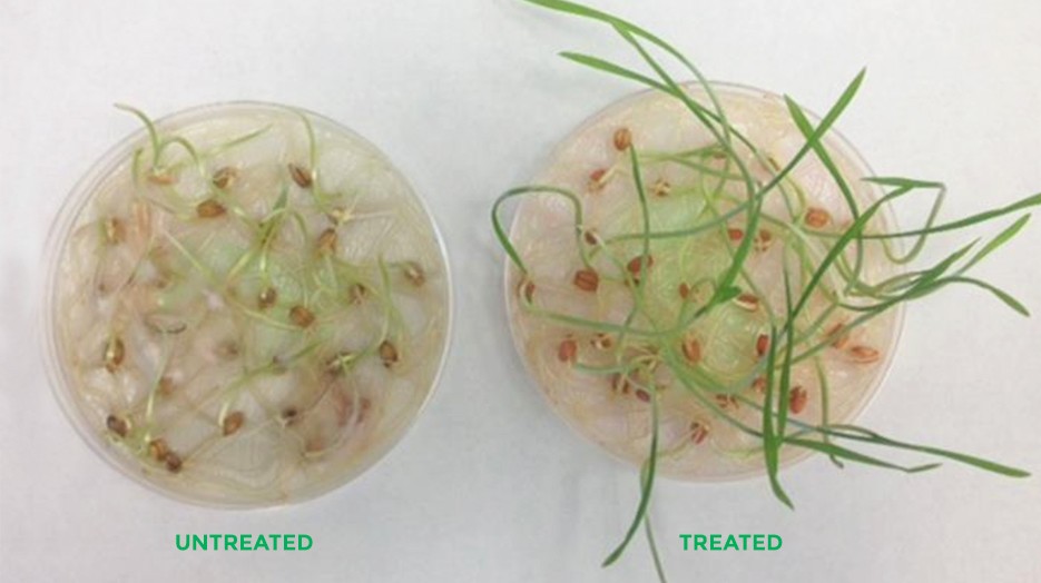 OmexCanada's tweet photo. What are the benefits of PRIMER treated seed?
The evidence speaks for itself💪
📌Promotes optimal germination
📌Enhances emergence
📌Improves seedling vigor
Learn more about PRIMERS👉https://t.co/uAqc1udiWZ
#Plant26 #CdnAg #PlantNutrition #Farming #OMEXPrimer #Agriculture #MbAg #SkAg #AbAg