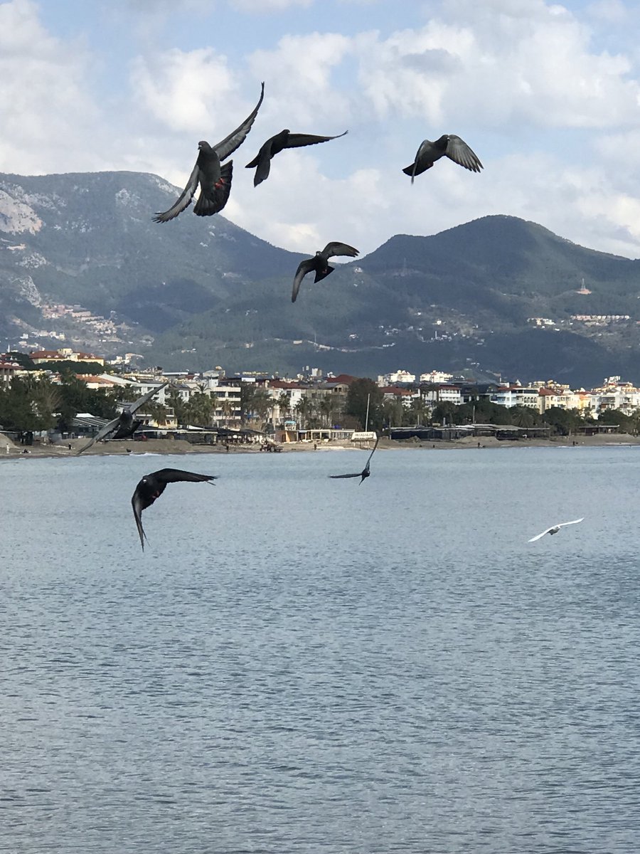 𝐀𝐥𝐢 𝐘ı𝐥𝐦𝐚𝐳 𝐓ü𝐦𝐞𝐫𝐝𝐞𝐦 📸 tweet media