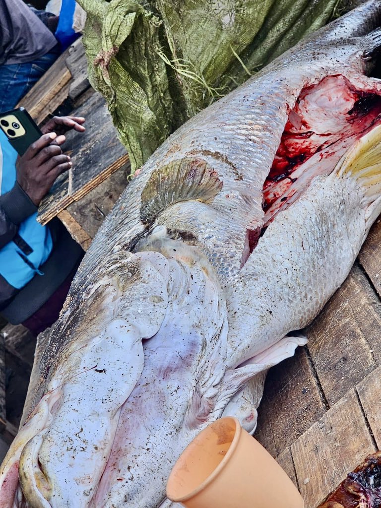 Kama hawa wapo . 

Tunatuma mikoa yote . 

Kama unahitaji Nipigie 0762344677