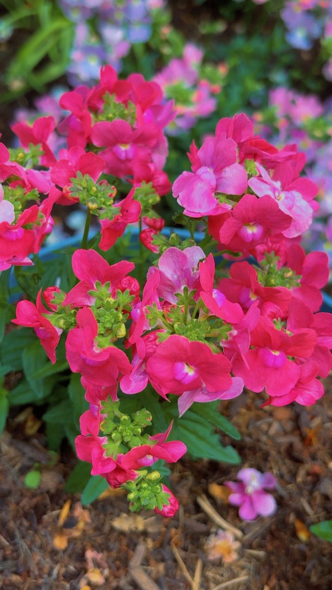 AishaB1990's tweet photo. My favourite flowers. Nemesia. They smell Devine. #flowers #garden #nearlysummer https://t.co/30zQXmKkjj