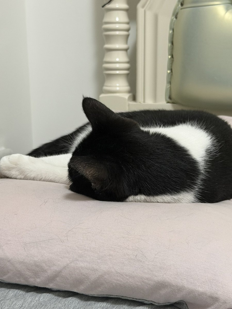 猪柳蛋 tweet media