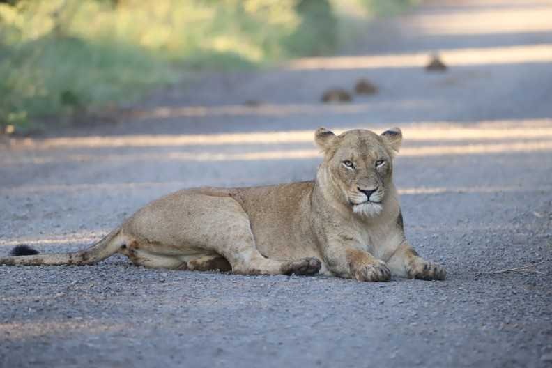 Latest Kruger tweet media